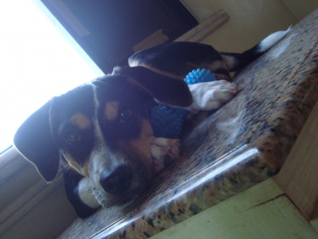 Spack(Terrier Brasileiro)